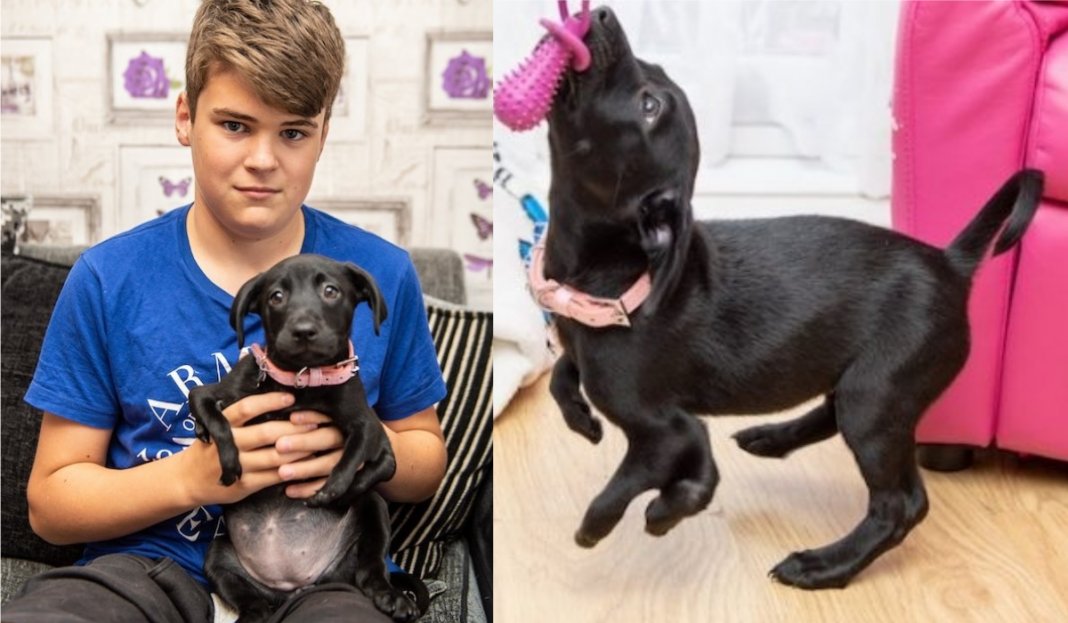 Cãozinho com 6 patas é adotado por garoto com psoríase. “Foi amor à primeira vista!”