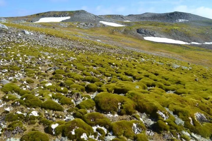 sabervivermais.com - Neve fica verde na Antártica em ritmo acelerado, alertam cientistas