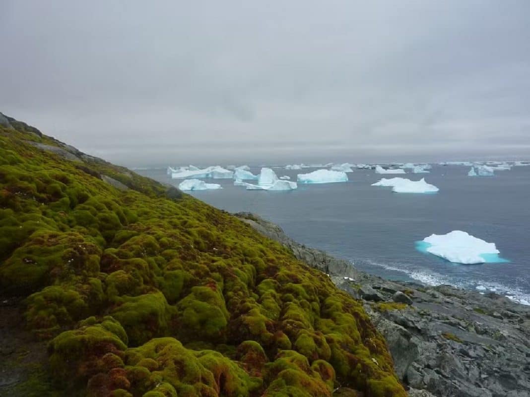 Neve fica verde na Antártica em ritmo acelerado, alertam cientistas